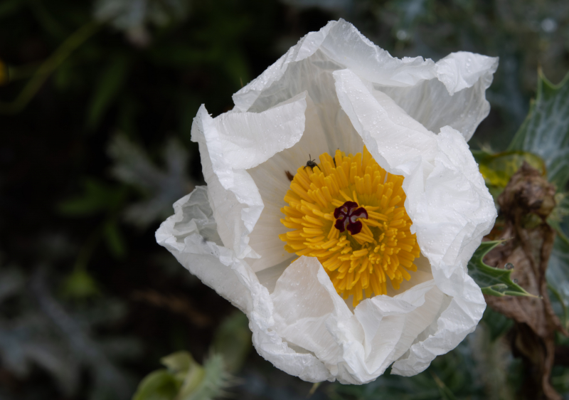 Prickly Poppy with Bugs